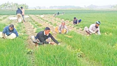 onion-seedlings.jpg
