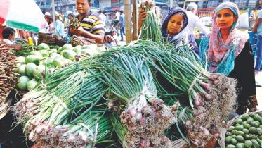 onion plants.jpg