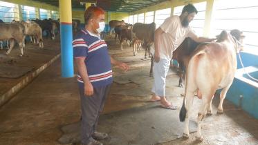Online-cattle-market-Nilphamari.jpg