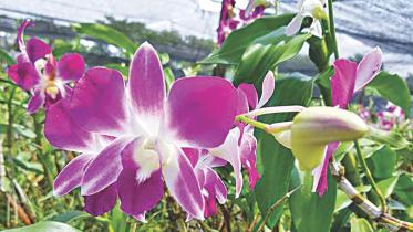 Orchid
