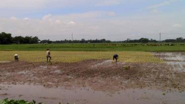 paddy-plant.jpg