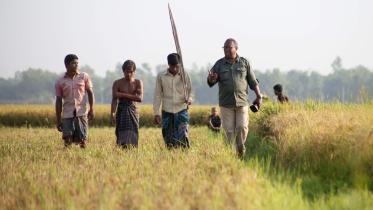 paddy price fall.jpg