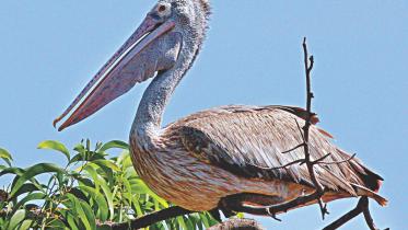 Spot-billed Pelican in Padma