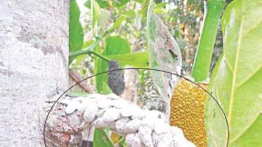 Pest wreaks havoc.jpg