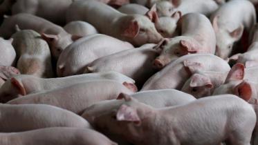 pig.JPG