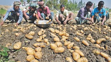 potato farmers struggle.jpg