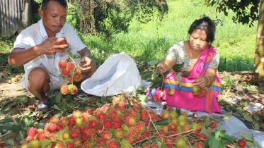 Rambutan Rangamati.jpg