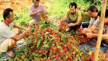 Rangamati-Rambutan-litchi-pic-(1).jpg
