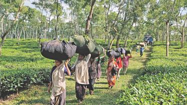 record tea production.jpg