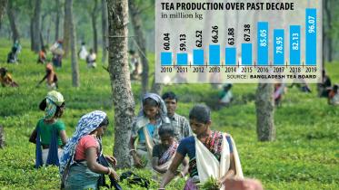 Bangladesh's Tea Production