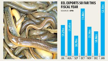 Sakhipur eel farmers.jpg