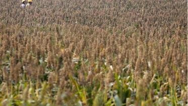 sorghum.jpg