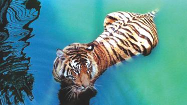 Sundarban doesn't belong to Bangladesh