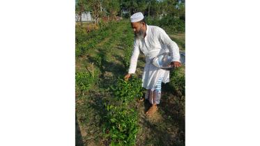 tea-cultivation-Mymensingh.jpg