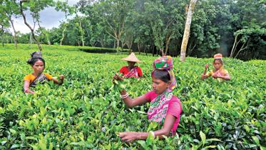 tea garden.jpg