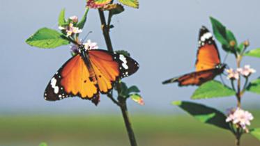 The Haor's of Bangladesh