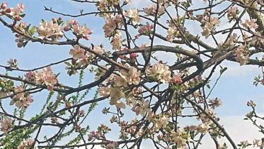 The land of the dragon, and fiery rhododendrons