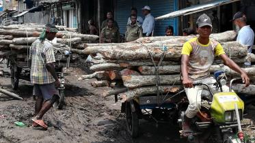 The timber logs  photo2.jpg