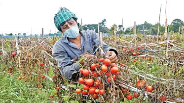 tomato.jpg
