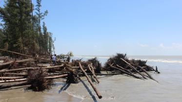 trees-uprooted.jpg