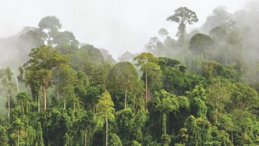 tropical forest.jpg