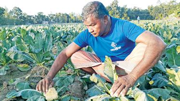 vegetable-prices-farmers-down.jpg