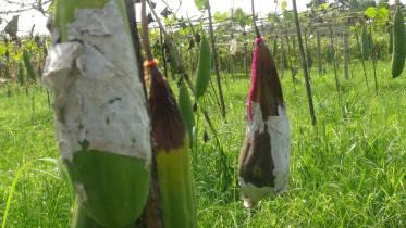 vegetable-seedbeds-Lalmonirhat-hailstorm.jpg