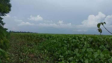 Water-hyacinth-invasion.jpg