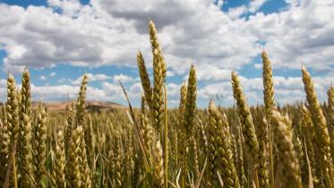 Wheat.jpg