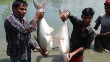 White Muscle Pangas.jpg