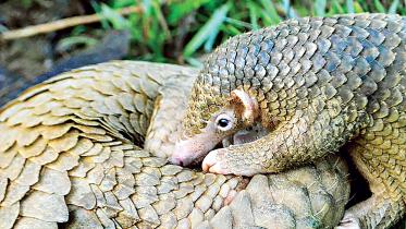 wild-life.jpg