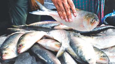 defying Hilsa ban in Bangladesh
