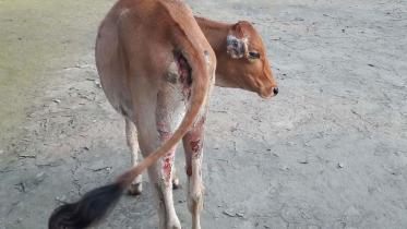 cattle-dermatitis-kurigram-lalmonirhat.jpg