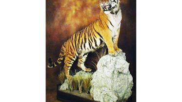 taxidermy.jpg