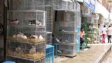 katabon-pet-shop.jpg