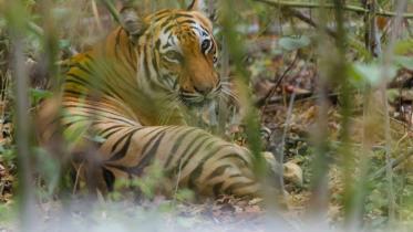 bengal-tiger-spotted-sundarbans.jpg