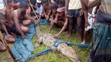 faridpur_crocodial_pic-01.jpg