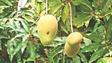 mango_4_1.jpg