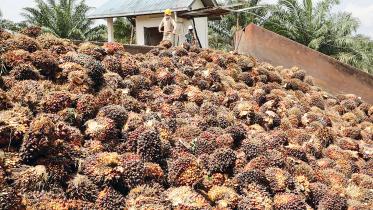 palm-oil-fruits.jpg