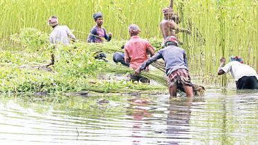 farmers-in-tangail.jpg