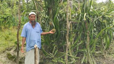 dragon-fruit-delwar-kobiraj-kalibari-barguna.jpg