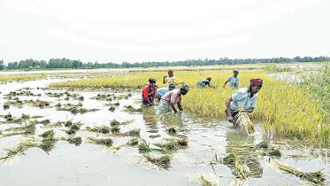 south-asia-agricultural-progress.jpg