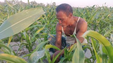 maize.jpg