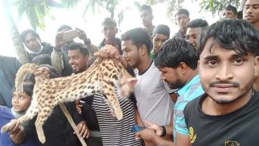 moulvibazar_leapard_cat_beaten_to_death_pic_1.jpg