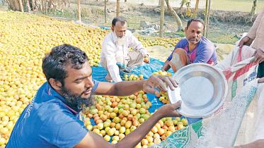 rangpur-tomato-growers.jpg