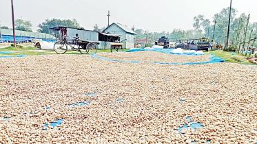Peanut Cultivation in Bangladesh