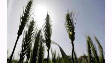 egypts-wheat-imports-from.png