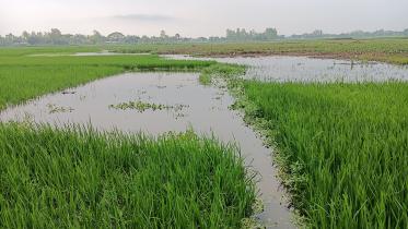 lalmonirhat_boro_paddy-01_web.jpg