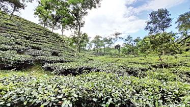 tea-production-1.jpg