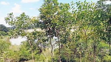 halda-riverbank-tree.jpg